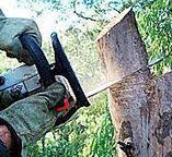 Best Tree Disease Treatment  in Bogata, TX