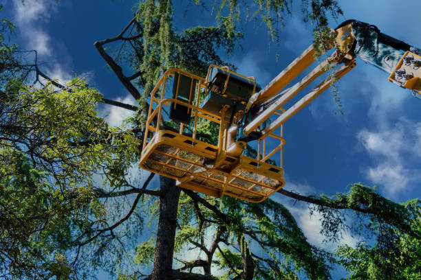 How Our Tree Care Process Works  in  Bogata, TX