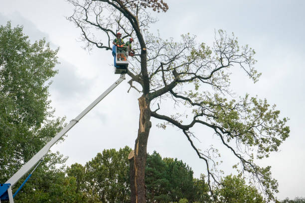 Reliable Bogata, TX Tree Removal Solutions