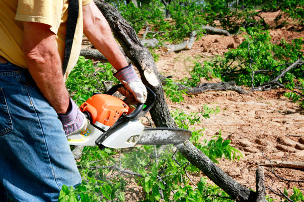 Best Commercial Tree Services  in Bogata, TX